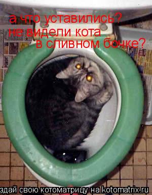 Котоматрица: а что уставились? не видели кота  в сливном бочке?