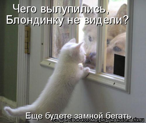 Котоматрица: Чего вылупились, Блондинку не видели? Еще будете замной бегать.