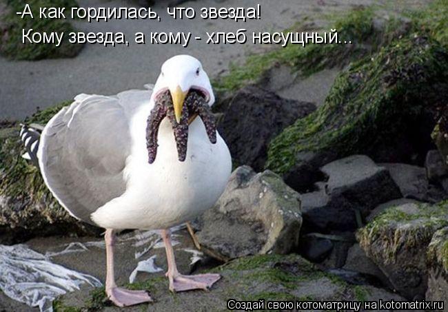-А как гордилась, что звезда! Кому звезда, а кому - хлеб насущный...... Котоматрица: -А как гордилась, что звезда! Кому звезда, а кому - хлеб насущный...