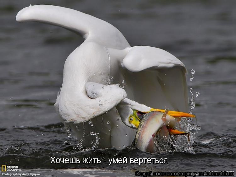 Хочешь жить - умей вертеться... Котоматрица: Хочешь жить - умей вертеться