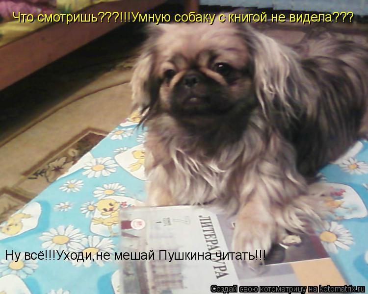 Что смотришь???!!!Умную собаку с книгой не видела??? Ну всё!!!Уходи,не мешай Пушкина читать!!!... Котоматрица: Что смотришь???!!!Умную собаку с книгой не видела??? Ну всё!!!Уходи,не мешай Пушкина читать!!!