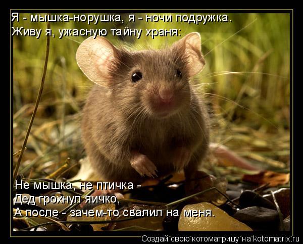 Живу я, ужасную тайну храня: Не мышка, не птичка - Дед грохнул яичко, Я - мышка-норушка, я - ночи под... Котоматрица: Живу я, ужасную тайну храня: Не мышка, не птичка - Дед грохнул яичко, Я - мышка-норушка, я - ночи подружка. А после - зачем-то свалил на меня.