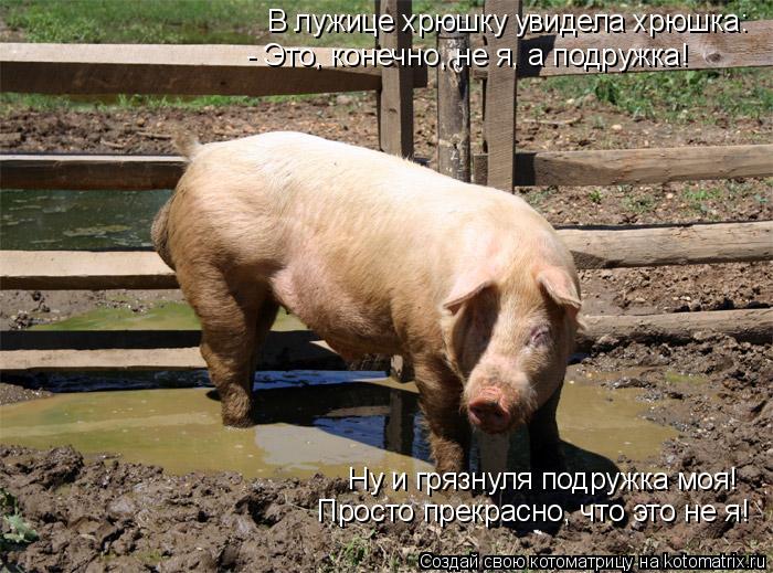 В лужице хрюшку увидела хрюшка: - Это, конечно, не я, а подружка! Ну и грязнуля подружка моя! Прост... Котоматрица: В лужице хрюшку увидела хрюшка: - Это, конечно, не я, а подружка! Ну и грязнуля подружка моя! Просто прекрасно, что это не я!