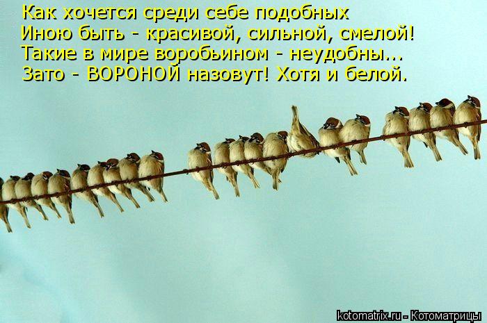 Как хочется среди себе подобных Иною быть - красивой, сильной, смелой! Такие в мире воробьином - неуд... Котоматрица: Как хочется среди себе подобных Иною быть - красивой, сильной, смелой! Такие в мире воробьином - неудобны... Зато - ВОРОНОЙ назовут! Хотя и бело