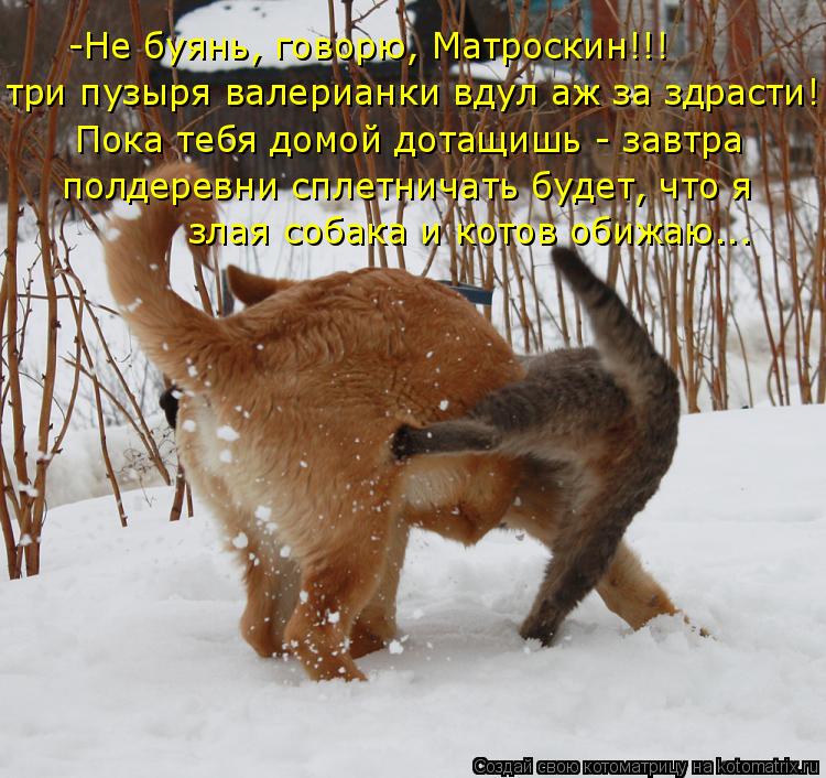 -Не буянь, говорю, Матроскин!!! три пузыря валерианки вдул аж за здрасти! Пока тебя домой дотащишь - ... Котоматрица: -Не буянь, говорю, Матроскин!!! три пузыря валерианки вдул аж за здрасти! Пока тебя домой дотащишь - завтра полдеревни сплетничать будет, что