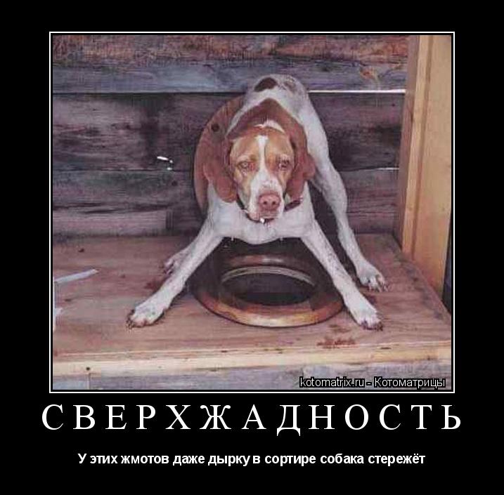 СВЕРХЖАДНОСТЬ У этих жмотов даже дырку в сортире собака стережёт... Котоматрица: СВЕРХЖАДНОСТЬ У этих жмотов даже дырку в сортире собака стережёт
