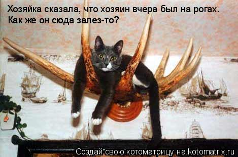 Хозяйка сказала, что хозяин вчера был на рогах. Как же он сюда залез-то? Как же он сюда залез-то?... Котоматрица: Хозяйка сказала, что хозяин вчера был на рогах. Как же он сюда залез-то? Как же он сюда залез-то?