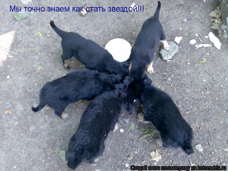 Мы точно знаем как стать звездой!!!... Котоматрица: Мы точно знаем как стать звездой!!!