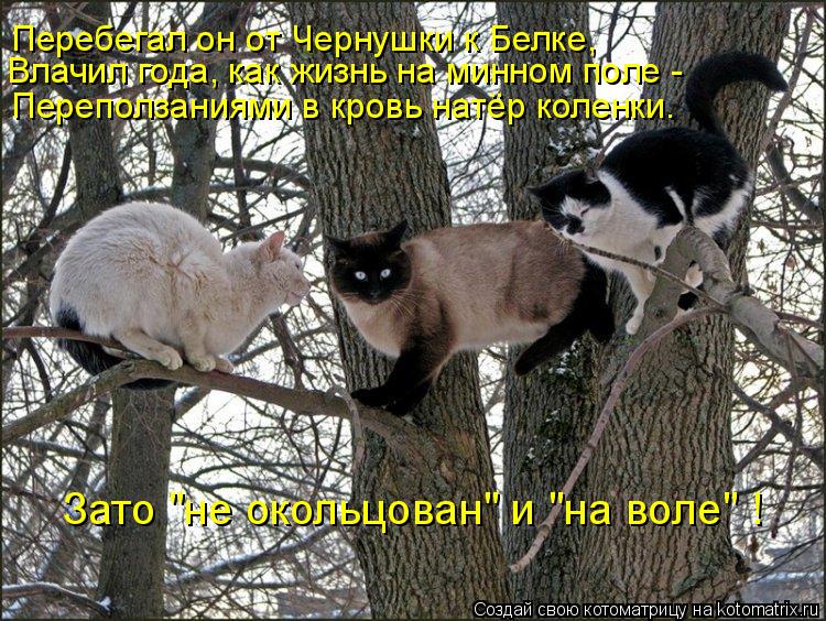Влачил года, как жизнь на минном поле - Перебегал он от Чернушки к Белке, Переползаниями в кровь натё... Котоматрица: Влачил года, как жизнь на минном поле - Перебегал он от Чернушки к Белке, Переползаниями в кровь натёр коленки. Зато "не окольцован" и "на воле