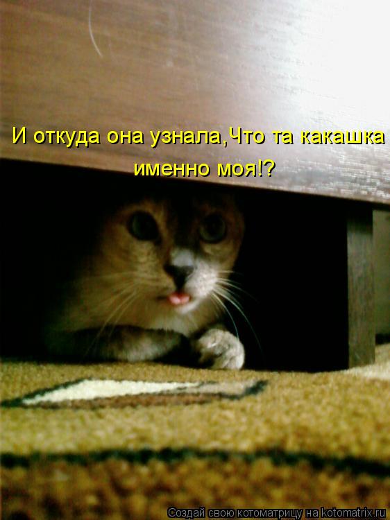 И откуда она узнала,Что та какашка именно моя!?... Котоматрица: И откуда она узнала,Что та какашка именно моя!?