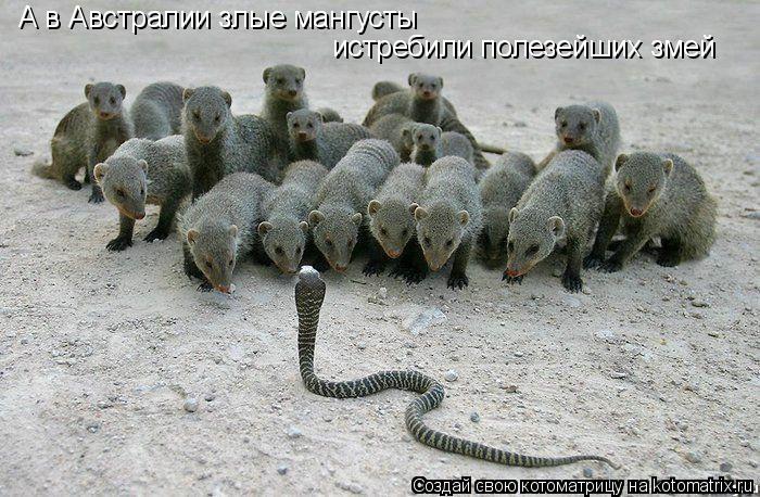 А в Австралии злые мангусты истребили полезейших змей... Котоматрица: А в Австралии злые мангусты истребили полезейших змей