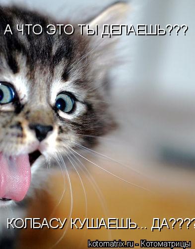 Котоматрица: А ЧТО ЭТО ТЫ ДЕЛАЕШЬ???  А ЧТО ЭТО ТЫ ДЕЛАЕШЬ???  А ЧТО ЭТО ТЫ ДЕЛАЕШЬ???  КОЛБАСУ КУШАЕШЬ... ДА????