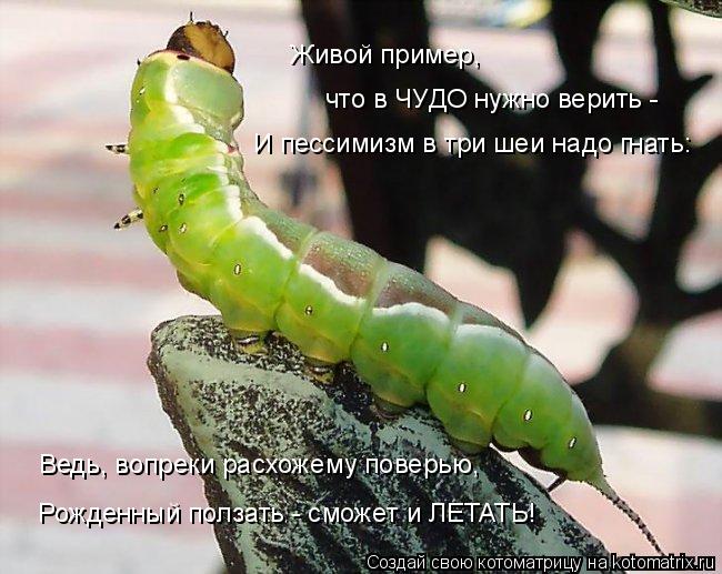 Живой пример, что в ЧУДО нужно верить - И пессимизм в три шеи надо гнать: Ведь, вопреки расхожему по... Котоматрица: Живой пример, что в ЧУДО нужно верить - И пессимизм в три шеи надо гнать: Ведь, вопреки расхожему поверью, Рожденный ползать - сможет и ЛЕТАТЬ