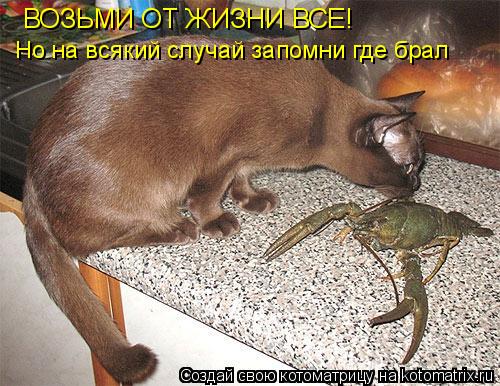 ВОЗЬМИ ОТ ЖИЗНИ ВСЕ! Но на всякий случай запомни где брал... Котоматрица: ВОЗЬМИ ОТ ЖИЗНИ ВСЕ! Но на всякий случай запомни где брал