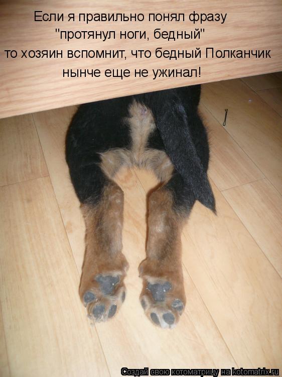 Если я правильно понял фразу "протянул ноги, бедный" то хозяин вспомнит, что бедный Полканчик нынче ... Котоматрица: Если я правильно понял фразу "протянул ноги, бедный" то хозяин вспомнит, что бедный Полканчик нынче еще не ужинал!
