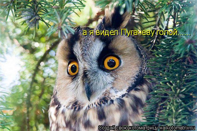 Котоматрица: а я видел Пугачеву голой......