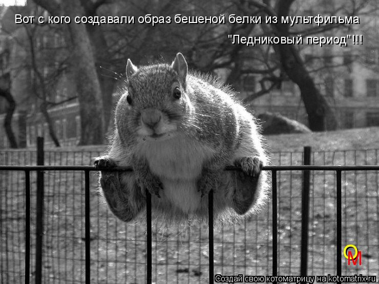 Вот с кого создавали образ бешеной белки из мультфильма "Ледниковый период"!!! О М... Котоматрица: Вот с кого создавали образ бешеной белки из мультфильма "Ледниковый период"!!! О М