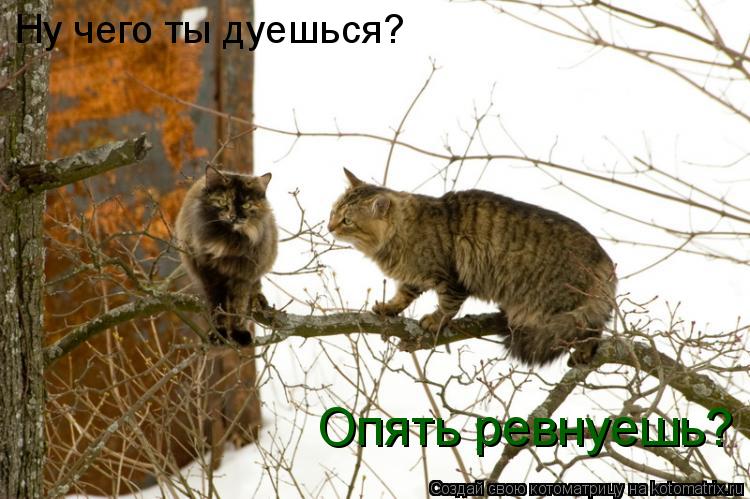 Ну чего ты дуешься? Опять ревнуешь?... Котоматрица: Ну чего ты дуешься? Опять ревнуешь?