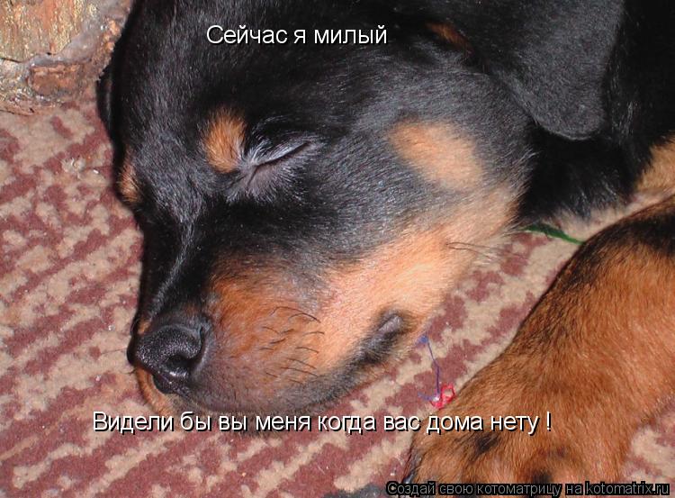 Сейчас я милый Видели бы вы меня когда вас дома нету !... Котоматрица: Сейчас я милый Видели бы вы меня когда вас дома нету !