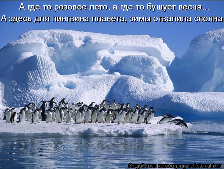 А где то розовое лето, а где то бушует весна... А здесь для пингвина планета, зимы отвали... Котоматрица: А где то розовое лето, а где то бушует весна... А здесь для пингвина планета, зимы отвалила сполна.