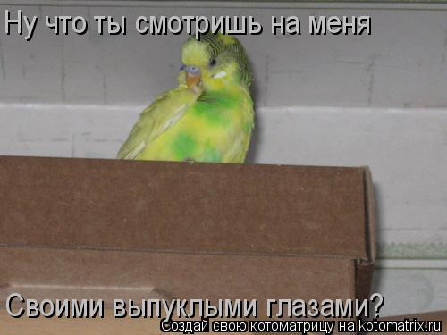 Ну что ты смотришь на меня Своими выпуклыми глазами?... Котоматрица: Ну что ты смотришь на меня Своими выпуклыми глазами?