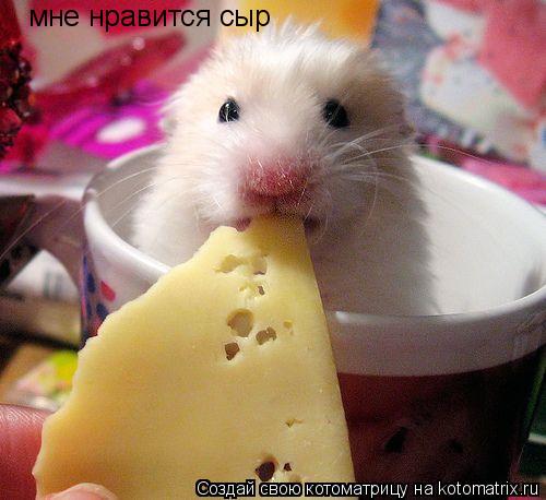 мне нравится сыр... Котоматрица: мне нравится сыр