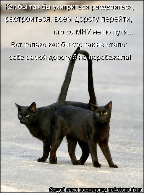 Котоматрица: Как бы так бы ухитриться раздвоиться,  растроиться, всем дорогу перейти,  кто со МНУ не по пути... Вот только как бы это так не стало:  себе само