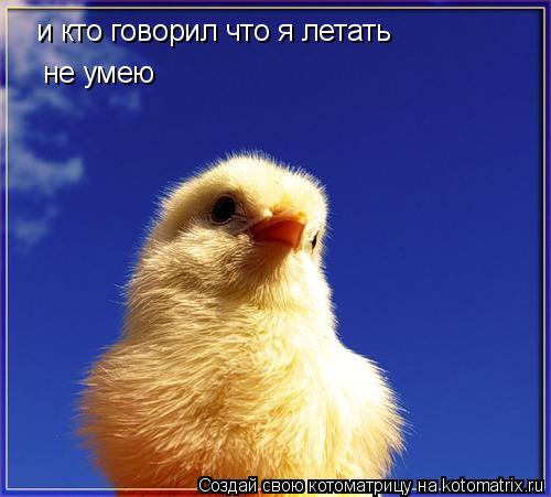 и кто говорил что я летать не умею... Котоматрица: и кто говорил что я летать не умею
