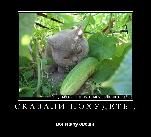 Сказали похудеть , вот и жру овощи... Котоматрица: Сказали похудеть , вот и жру овощи