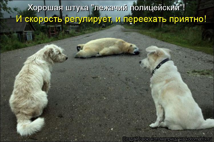 Хорошая штука "лежачий полицейский"! И скорость регулирует, и переехать приятно!... Котоматрица: Хорошая штука "лежачий полицейский"! И скорость регулирует, и переехать приятно!
