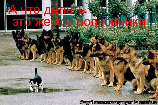 А что делать это же кот полковника... Котоматрица: А что делать это же кот полковника