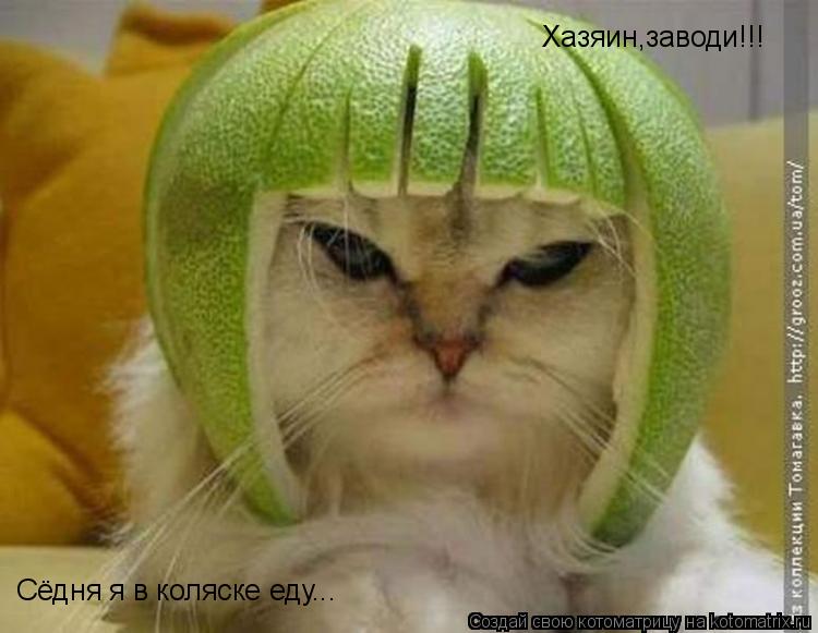 Хазяин,заводи!!! Сёдня я в коляске еду...... Котоматрица: Хазяин,заводи!!! Сёдня я в коляске еду...