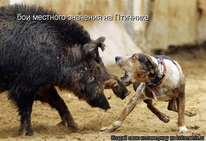 бои местного значения на Птичнике... Котоматрица: бои местного значения на Птичнике