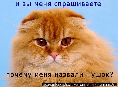 и вы меня спрашиваете почему меня назвали Пушок?... Котоматрица: и вы меня спрашиваете почему меня назвали Пушок?
