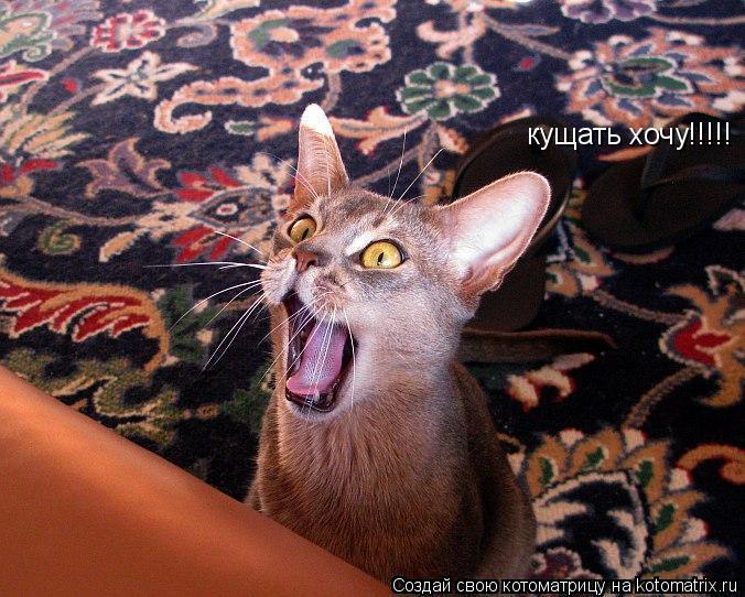 кущать хочу!!!!!... Котоматрица: кущать хочу!!!!!