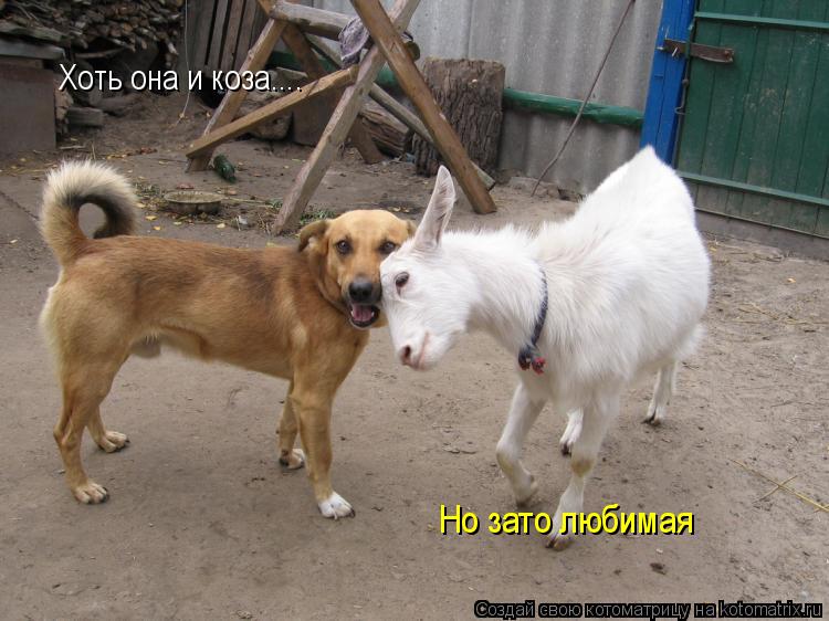 Хоть она и коза.... Но зато любимая... Котоматрица: Хоть она и коза.... Но зато любимая