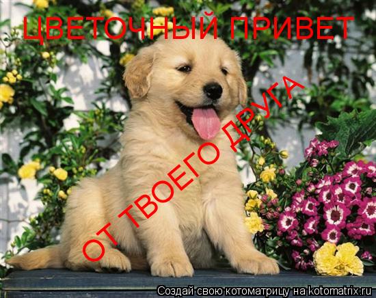 ЦВЕТОЧНЫЙ ПРИВЕТ ОТ ТВОЕГО ДРУГА... Котоматрица: ЦВЕТОЧНЫЙ ПРИВЕТ ОТ ТВОЕГО ДРУГА