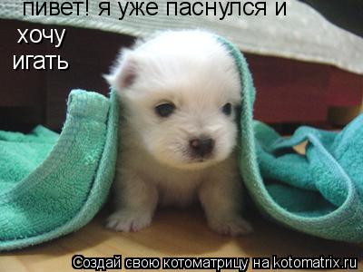 пивет! я уже паснулся и хочу игать... Котоматрица: пивет! я уже паснулся и хочу игать