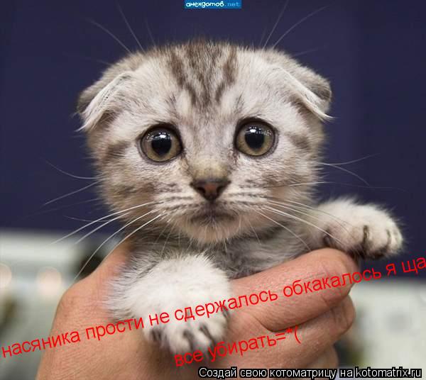 насяника прости не сдержалось обкакалось я ща все убиру=*( все убирать=*(... Котоматрица: насяника прости не сдержалось обкакалось я ща все убиру=*( все убирать=*(