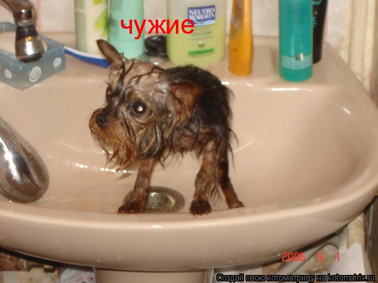 чужие... Котоматрица: чужие