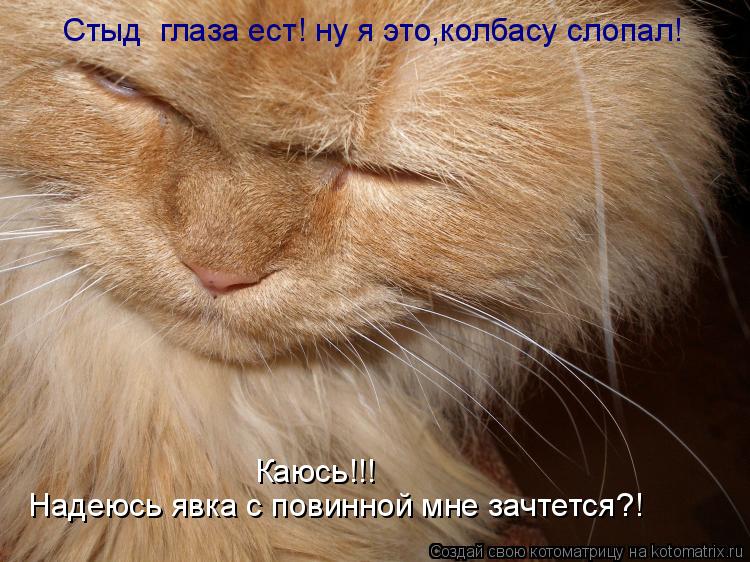 Стыд глаза ест! ну я это,колбасу слопал! Надеюсь явка с повинной мне зачтется?! Каюсь!!!... Котоматрица: Стыд глаза ест! ну я это,колбасу слопал! Надеюсь явка с повинной мне зачтется?! Каюсь!!!