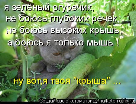 Котоматрица: я зелёный огуречик, не боюсь глубоких речек, не боюсь высоких крышь, а боюсь я только мышь ! ну вот,я твоя "крыша" ...