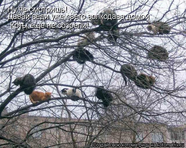 Ну че смотришь! Давай веди уже свего волкодава домой Коты еще не созрели!... Котоматрица: Ну че смотришь! Давай веди уже свего волкодава домой Коты еще не созрели!
