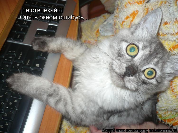 Не отвлекай!!! Опять окном ошибусь...... Котоматрица: Не отвлекай!!! Опять окном ошибусь...