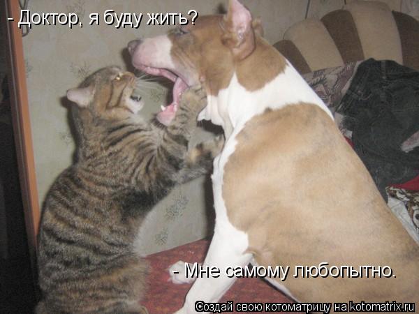 - Доктор, я буду жить? - Мне самому любопытно.... Котоматрица: - Доктор, я буду жить? - Мне самому любопытно.