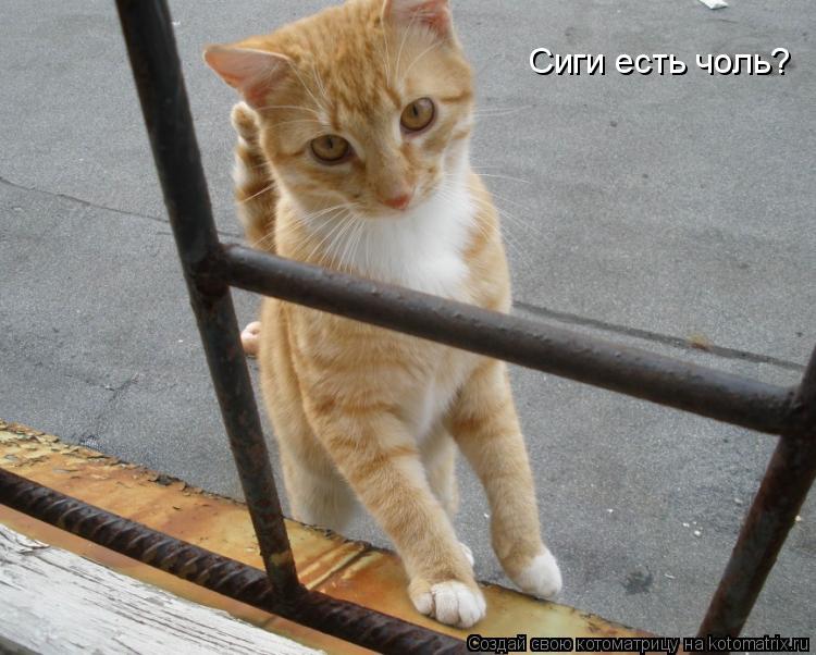 Сиги есть чоль?... Котоматрица: Сиги есть чоль?