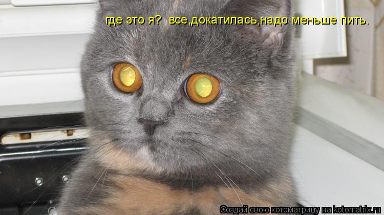 где это я? все,докатилась,надо меньше пить.... Котоматрица: где это я? все,докатилась,надо меньше пить.