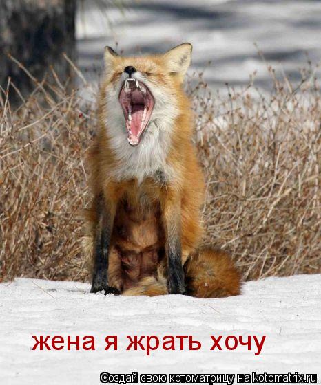 жена я жрать хочу... Котоматрица: жена я жрать хочу