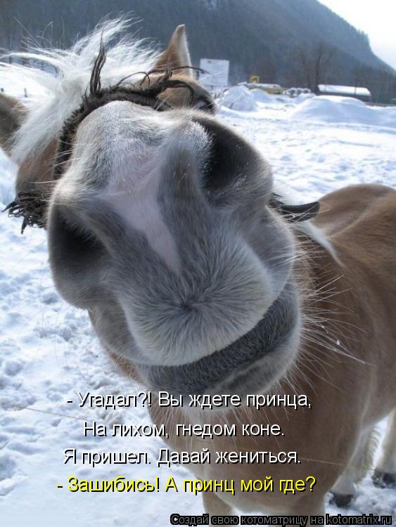 - Угадал?! Вы ждете принца, На лихом, гнедом коне… Я пришел. Давай жениться. - Зашибись! А принц мо... Котоматрица: - Угадал?! Вы ждете принца, На лихом, гнедом коне… Я пришел. Давай жениться. - Зашибись! А принц мой где?