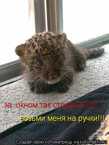 за окном так страшно!!!!!! возьми меня на ручки!!!... Котоматрица: за окном так страшно!!!!!! возьми меня на ручки!!!